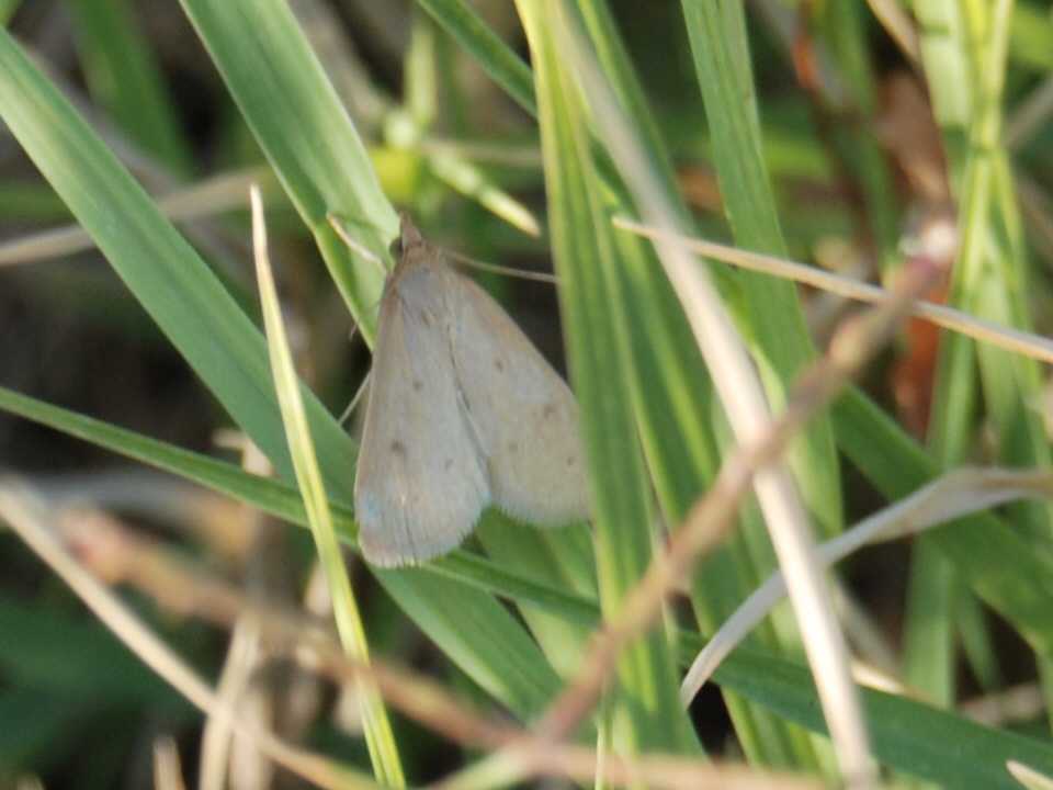 Pyralidae?2